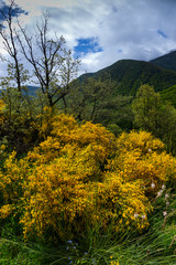 Fuentes del Narcea, Degaña e Ibias Natural Park, Asturias, Spain, Europe