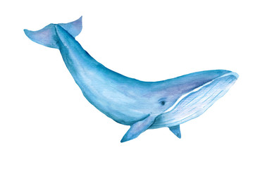 Fototapeta premium Blue whale watercolor illustration. Spirit animal, totem, wisdom holder, history keeper, peaceful strength, inner truth, creativity, emotional rebirth. Hand drawn painting, isolated, white background.