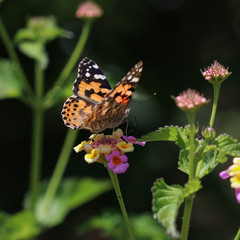 Fototapeta na wymiar Painted lady, butterfly on flower