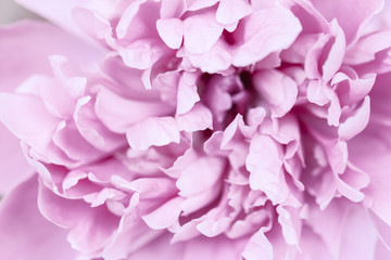 pink purple abstract background of peony