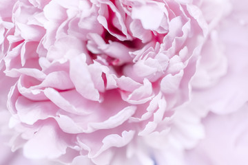 pink purple abstract background of peony