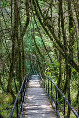 Fototapeta na wymiar wooden walkway with iron railings among trees in the Caucasus Mountains