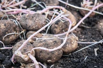 germinating potatoes on the ground