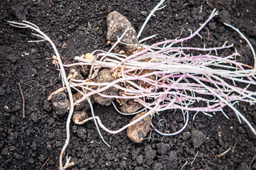 germinating potatoes on the ground