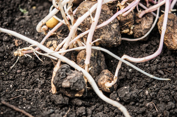 germinating potatoes on the ground