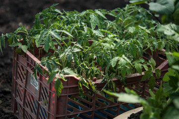 Fototapeta na wymiar Sprouted tomato seedling in organic soil & pot.