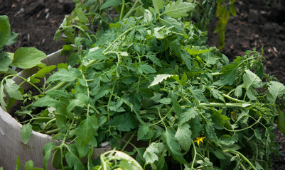 Sprouted tomato seedling in organic soil & pot.