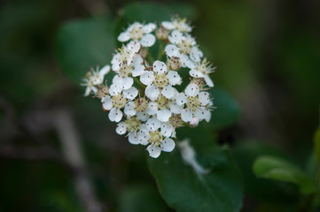 Sweet purple chokeberry, Aronia prunifolia flowering in spring. Close up photo of flowers and leaves.