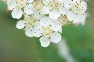 Sweet purple chokeberry, Aronia prunifolia flowering in spring. Close up photo of flowers and leaves.