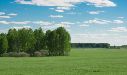 Fototapeta premium Green field and blue sky