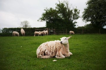 Elegant Farm Sheep 