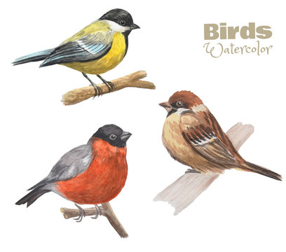 Hand-drawn watercolor birds sit on the branches. Set of cute birds. Tit, sparrow, bullfinch.