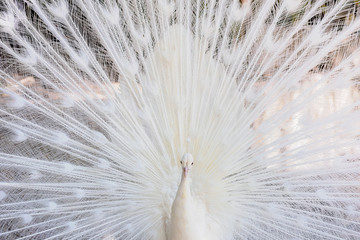 Naklejka premium Amazing white peacock opening its tail