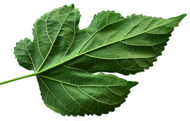 green leaf isolated on white background