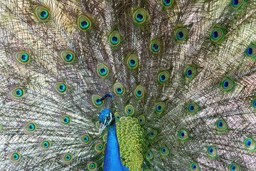 Obraz premium Amazing peacock during his exhibition