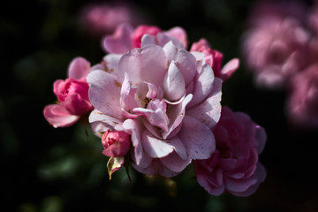 Pink roses and buds in a garden
