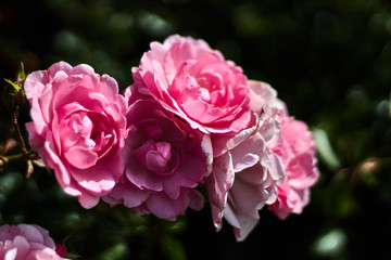 Pink roses in a garden bokeh photography