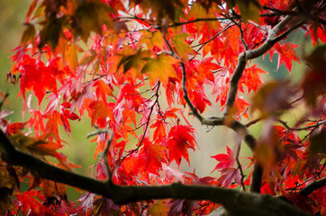 Red Autumn Foliage