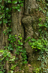 Baumstamm mit Efeu umrankt