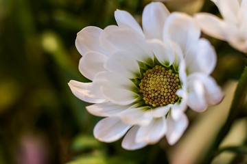 House flower - macro