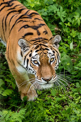 Look of the Amur tiger