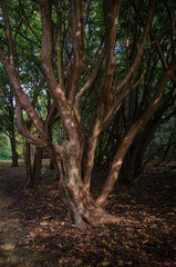 Twisted and gnarled branches