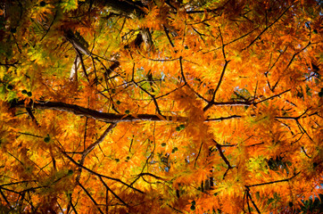 Gold Autumn Foliage