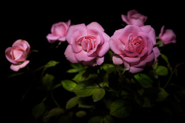 Rosa fotografata con fondo scuro con la tecnica del light painting