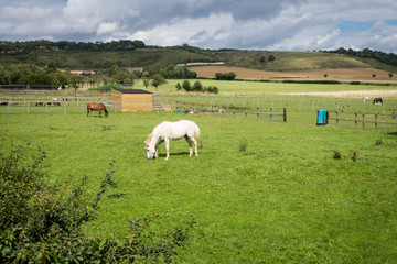 Fototapeta premium Horses on the North Downs in Kent, UK