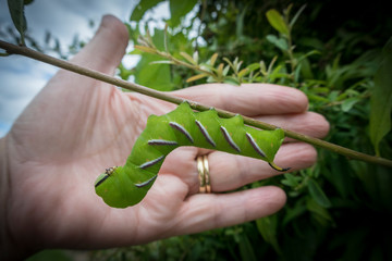 Privet Hawk Moth Caterpillar