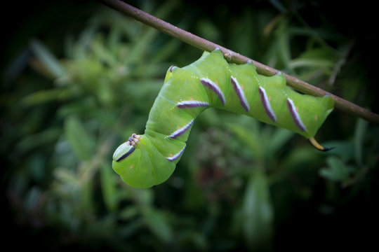 Privet Hawk Moth Caterpillar