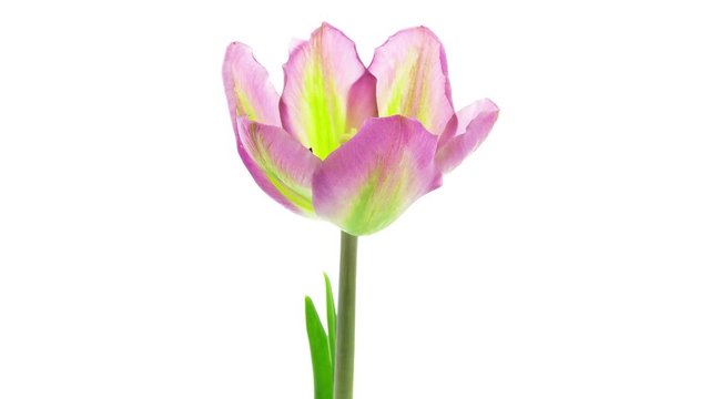 Timelapse of a purple green tulip flower fast opening on white background
