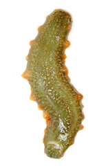 sea cucumber as a delicious sea food in Asian countries on white background
