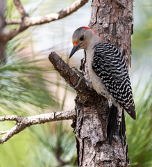 Red-bellied Woodpecker