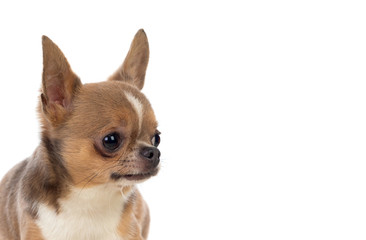 Funny brown Chihuahua with big ears