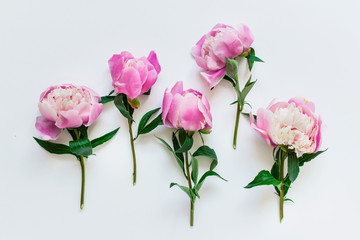 Five messy pink peony flowers with short stems and green leaves on white background.