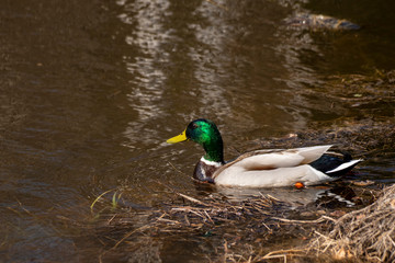 Swimming Mallard (Anas platyrhynchos) with water drops on the feathers