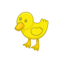 Duckling. isolated on white background