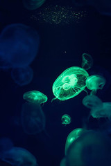 Jellyfish with the light