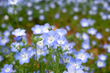 blue flowers on green background