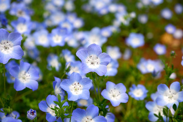 ์Nemophila flowers in spring