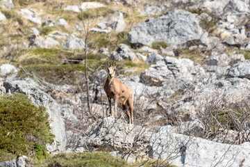 Deer in the National Park of Picos de Europa, Cantabria, Spain.