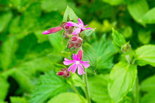 Close up of a Red Campion wildflower