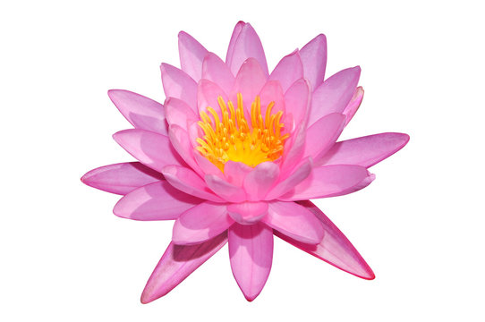 Pink Lotus Isolated On White Background