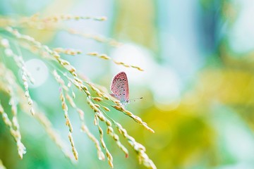 Small butterflies cling to the grass when the sun is setting.