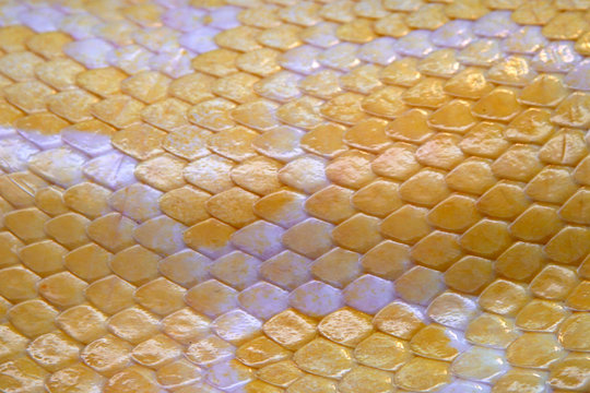 Yellow python leather, skin texture for background.