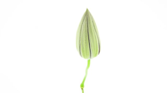 Timelapse of a pink clematis flower blooming on white background side view
