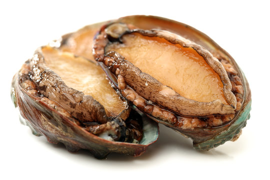 Raw abalones on the white background 