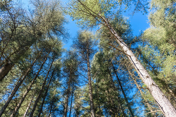 Trees and roadway on a Provencal mountain