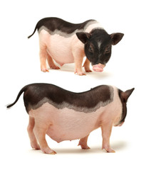 Cute black small-eared pig on white background